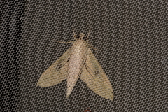 Theretra queenslandi