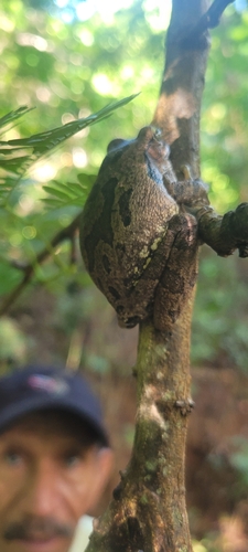 Mexican Treefrog (Smilisca baudinii)