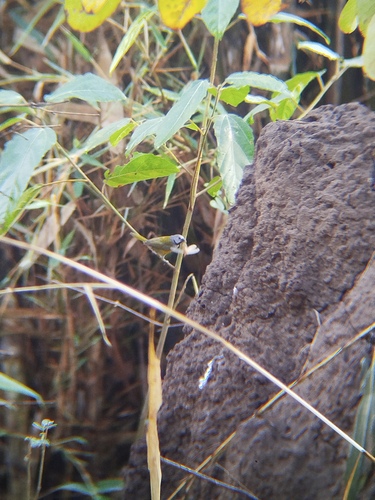 iNaturalist image
