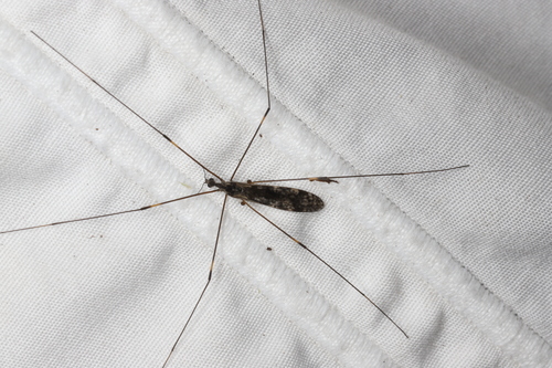 Unknown species found near Thunder Bay District, ON, Canada