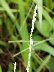 Digitaria heterantha
