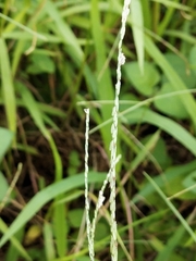 Digitaria heterantha