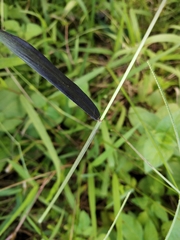 Digitaria heterantha