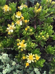 Gutierrezia espinosae