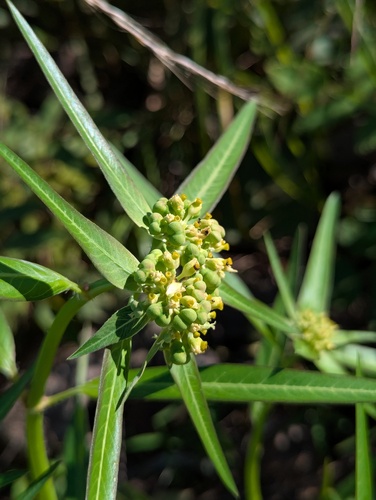 painted spurge