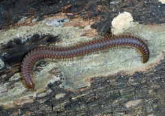 Caliactis bistolata