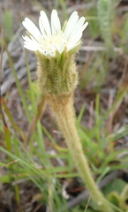 Gerbera piloselloides