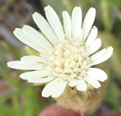 Gerbera piloselloides