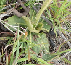 Gerbera piloselloides