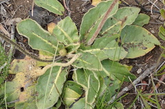 Gerbera piloselloides