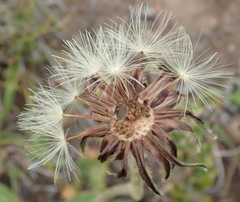Gerbera piloselloides
