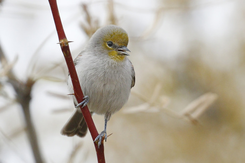 Verdin