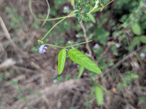 Wild Soybean