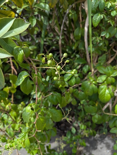 Bushkiller