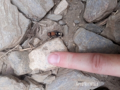 Ronisia brutia