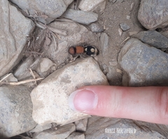 Ronisia brutia