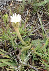 Gerbera piloselloides