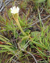 Gerbera piloselloides