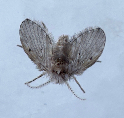 Unknown species found near Commerce St, Yorktown Heights, NY, US