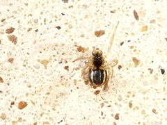 Hypsosinga albovittata