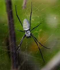 Nephila vitiana