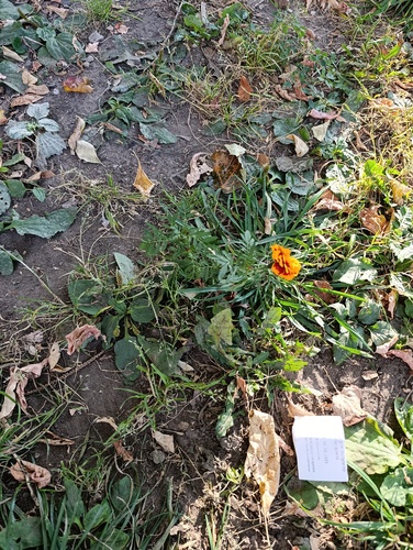 Наблюдение на iNaturalist