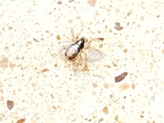 Hypsosinga albovittata