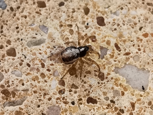 Hypsosinga albovittata