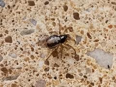 Hypsosinga albovittata