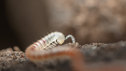 Spotted Snake Millipede photo 3