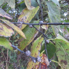 Pachypsylla celtidisgemma