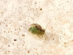 Sminthurus viridis