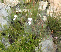 Pelargonium laevigatum laevigatum