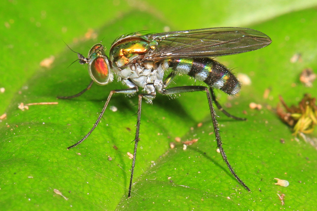 Plagioneurus univittatus