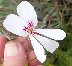 Pelargonium laevigatum laevigatum