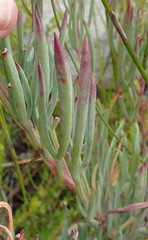 Pelargonium laevigatum laevigatum