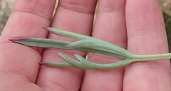 Pelargonium laevigatum laevigatum