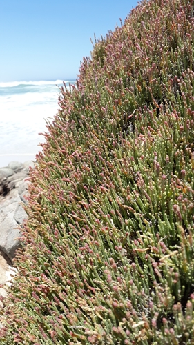 Image of Salicornia littorea by (c) Ian Webb, some rights reserved (CC BY)