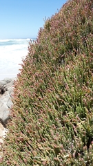 Salicornia littorea