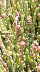 Salicornia littorea