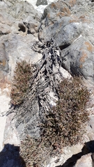 Salicornia littorea