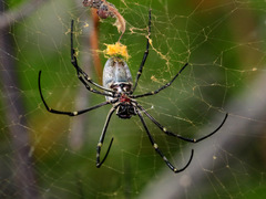Nephila vitiana