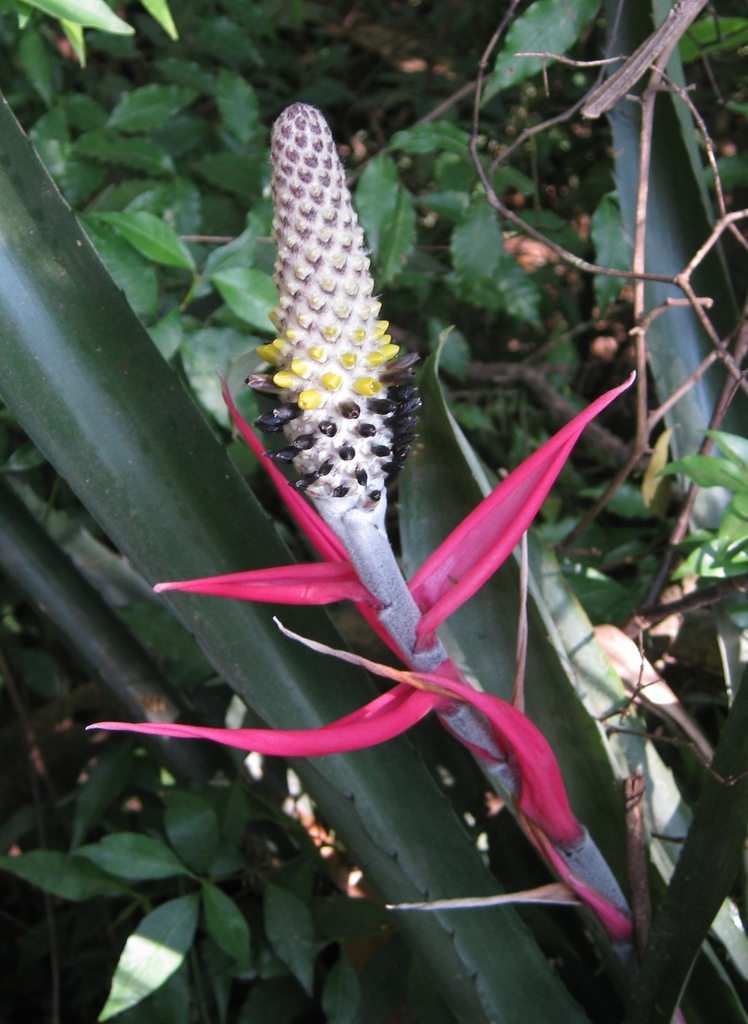 Aechmea bromeliifolia · iNaturalist Aechmea bromeliifolia · iNaturalist