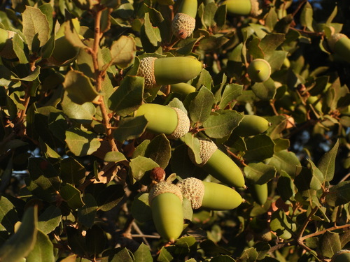 Mediterranean holm oak