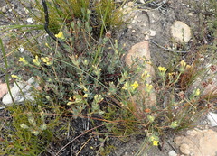 Gnidia styphelioides