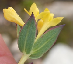 Gnidia styphelioides