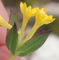 Gnidia styphelioides