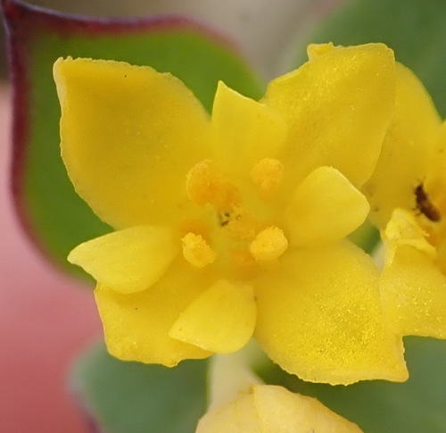 Image of Prickly Capesaffron (Gnidia styphelioides) by (c) Nicola van Berkel, some rights reserved (CC BY-SA)