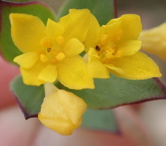 Gnidia styphelioides