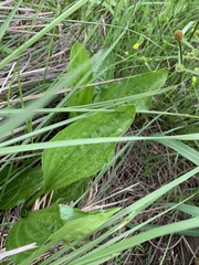 Plantago longissima
